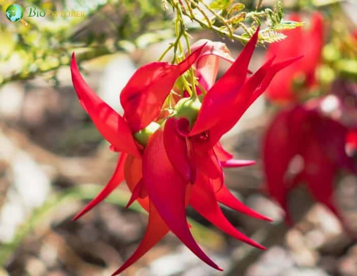 Kakabeak Flowers