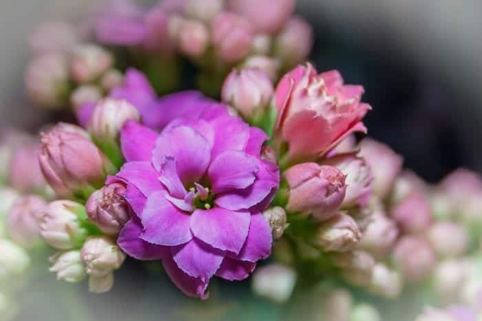 Kalanchoe Blossfeldiana