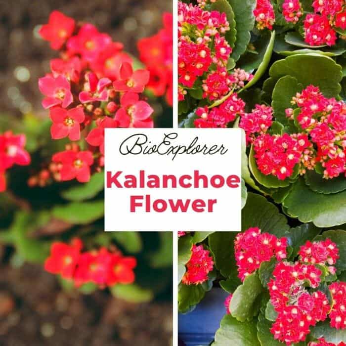 Kalanchoe