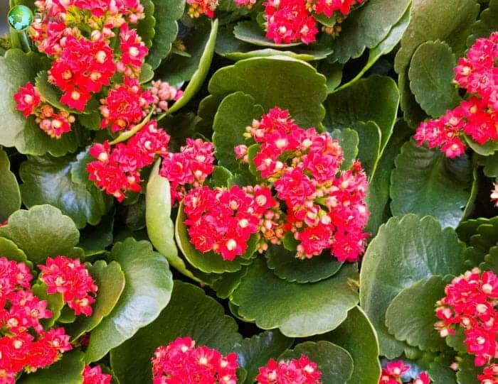 Kalanchoe Flowers