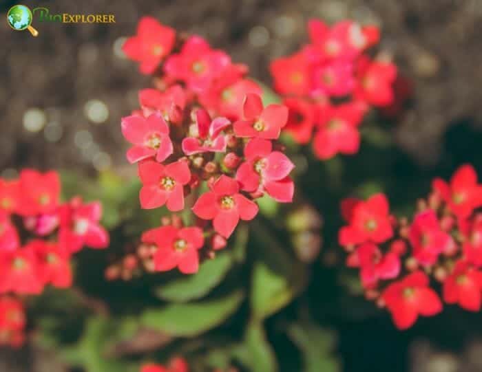 Kalanchoe Flowers