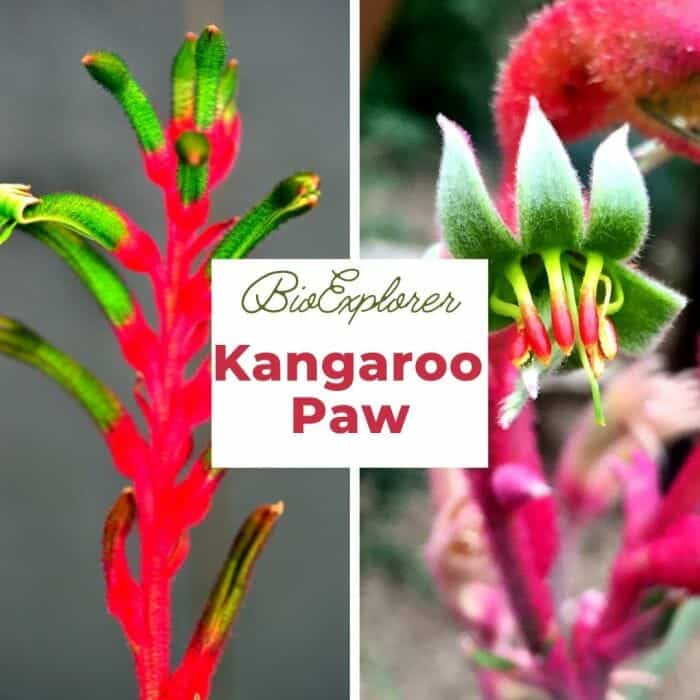 Kangaroo Paw Flower