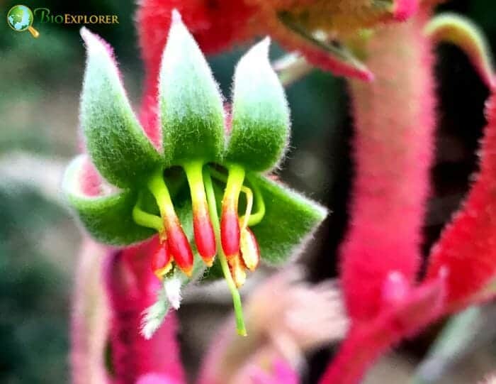 Kangaroo Paw Flower