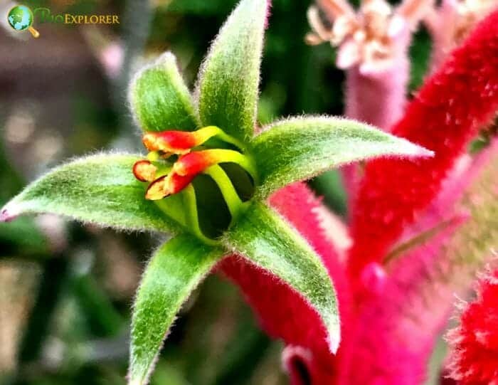 Kangaroo Paw Flowers