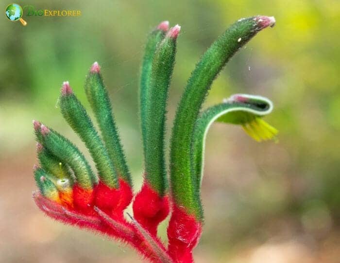 Kangaroo Paw