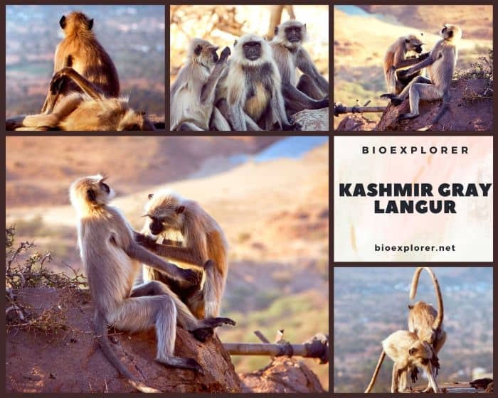 Kashmir Gray Langur