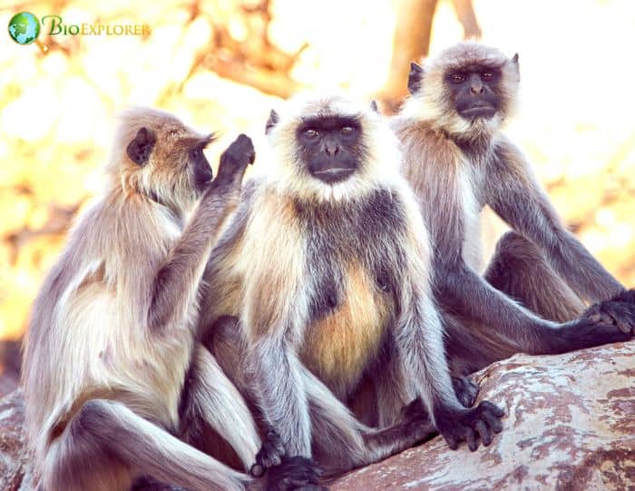 Kashmir Gray Langur