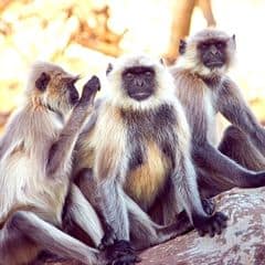 Chamba Sacred Langur