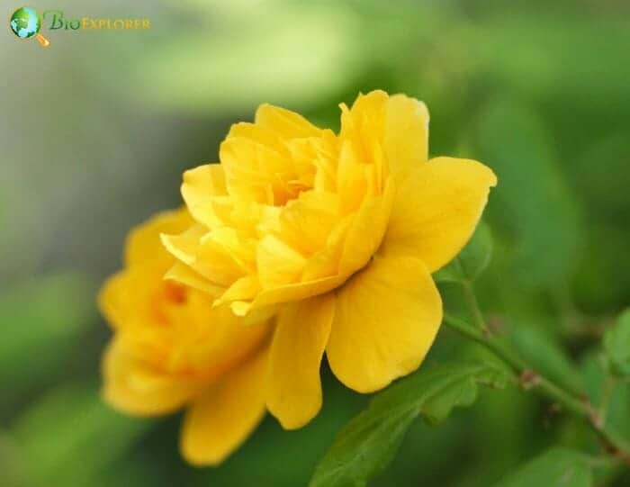 Kerria Japonica