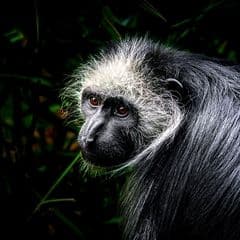 King Colobus