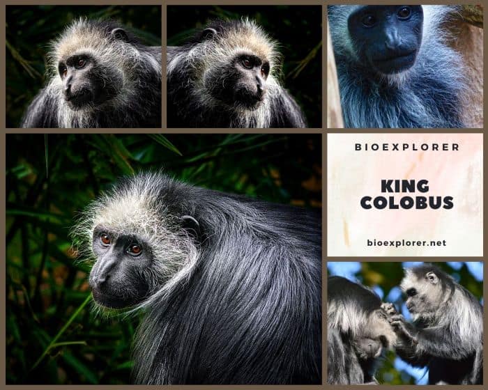 King Colobus