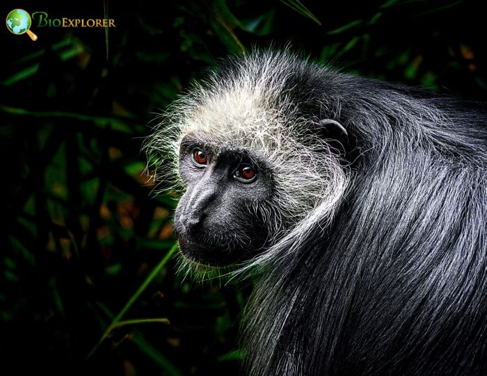 King Colobus