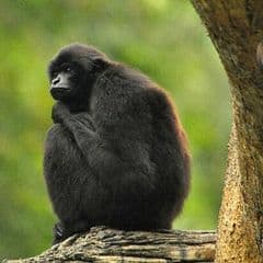 Kloss's Gibbon