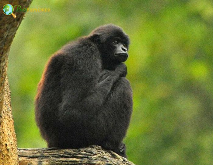 Kloss's Gibbon