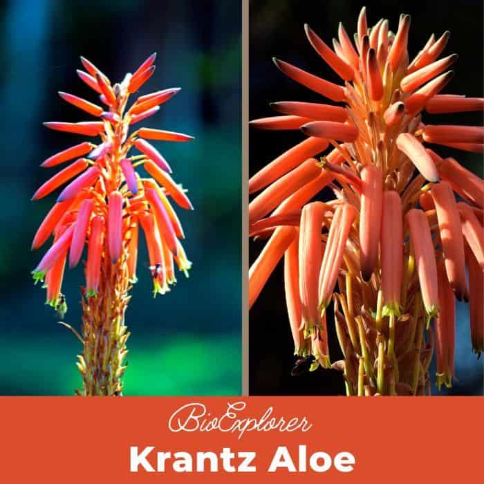 Krantz Aloe