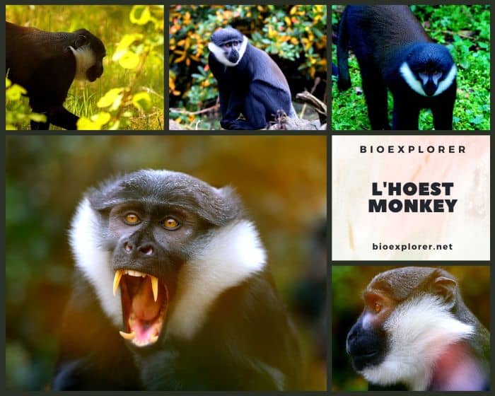 L'hoest Monkey