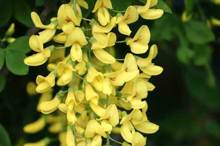 Laburnum Anagyroides