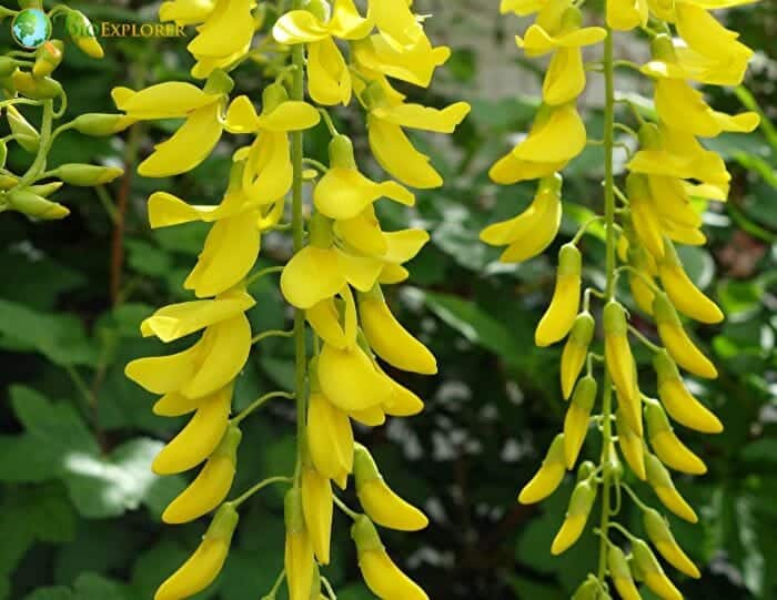 Laburnum Flowers