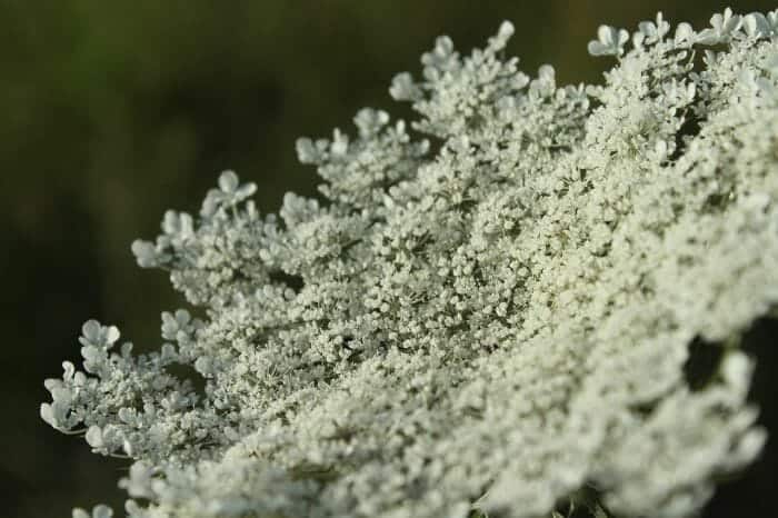 Lace Flowers