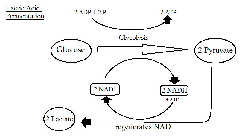 Cellular Respiration Equation, Types, Stages, Products & Diagrams - Lactic AciD Fermentation