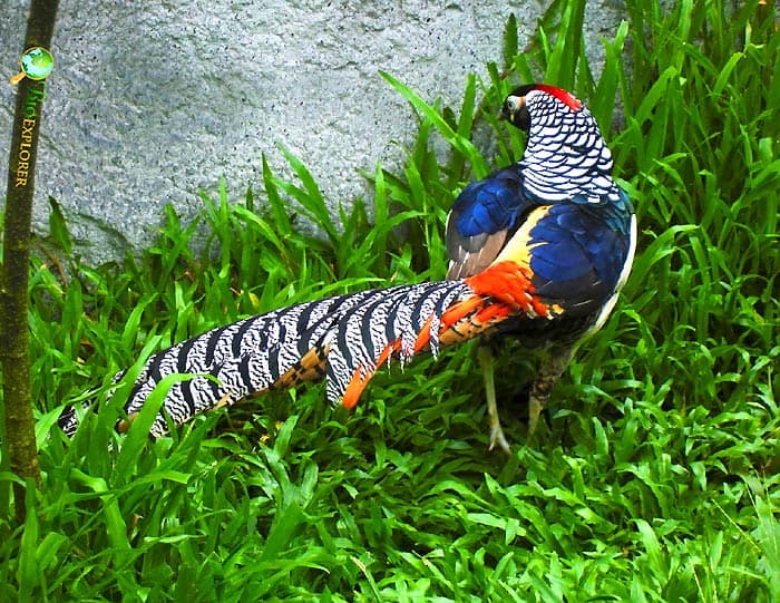 Lady Amherst's Pheasant