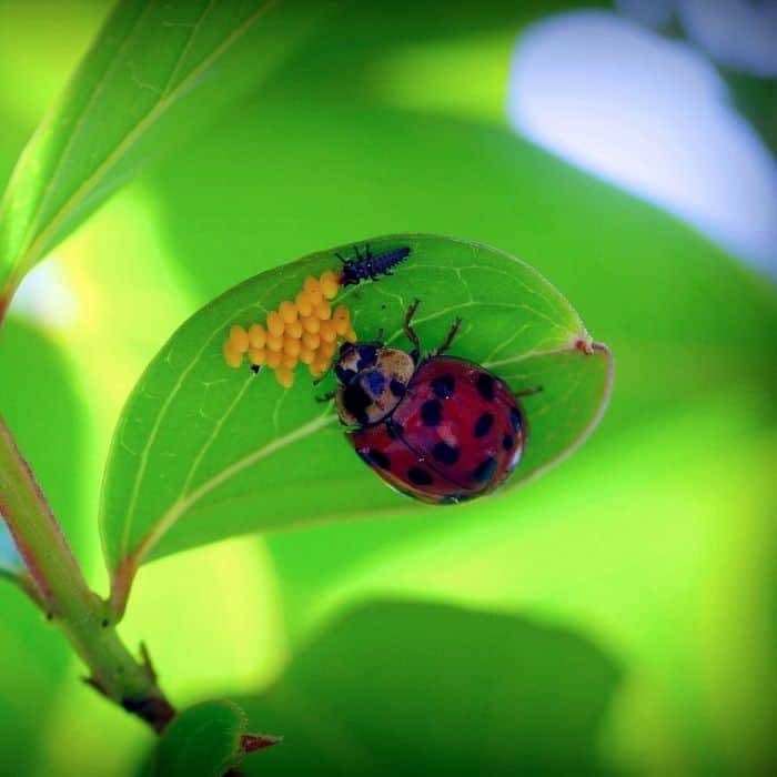 Ladybug Laying Eggs