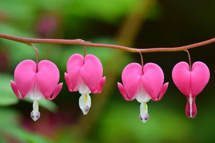 Lamprocapnos Spectabilis