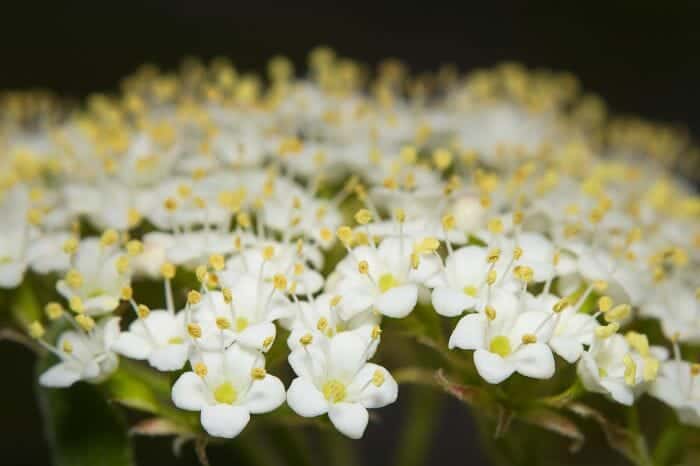 Lantana Camara