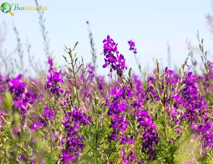 Larkspur Common Types and Varieties