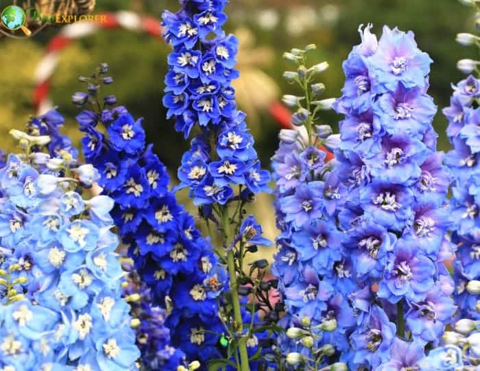 Larkspur Growing Season Planting Care