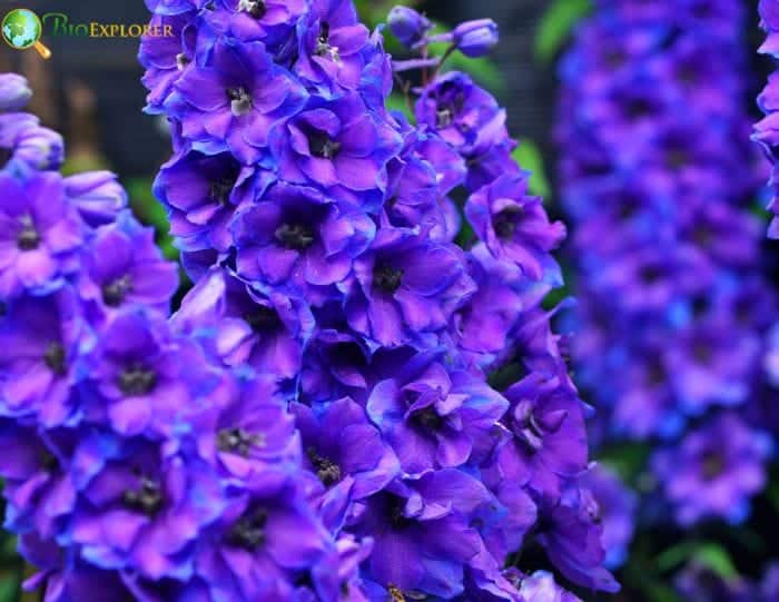 Larkspur Origins and Cultural Meaning