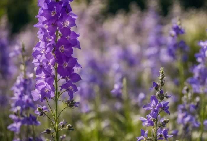 Larkspur The Primary July Birth Flower