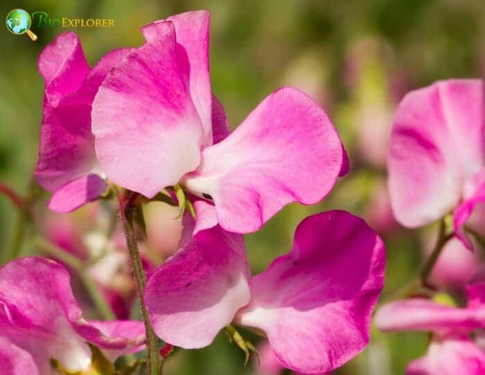 Lathyrus Odoratus Flowers