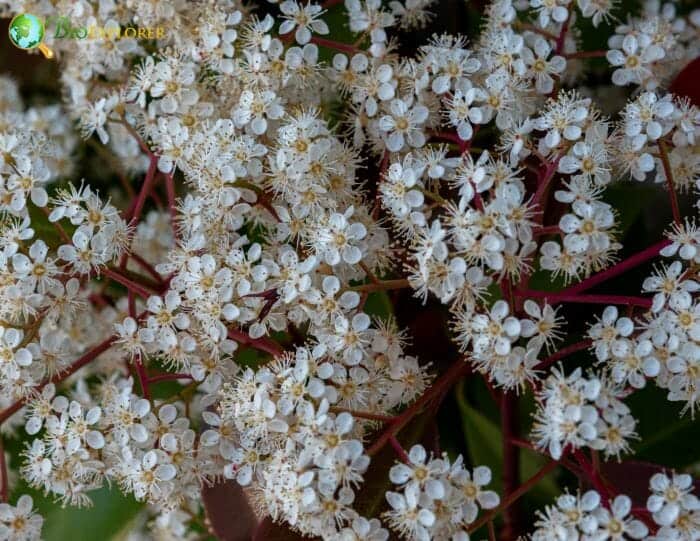 Laurestine Flowers