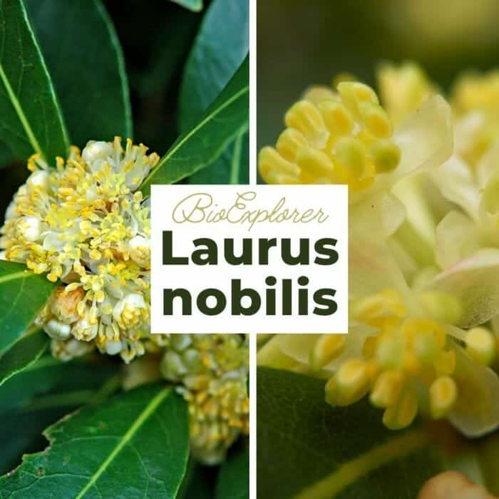 Laurus Nobilis