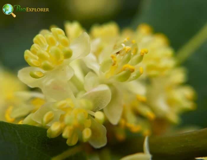 Laurel Flower