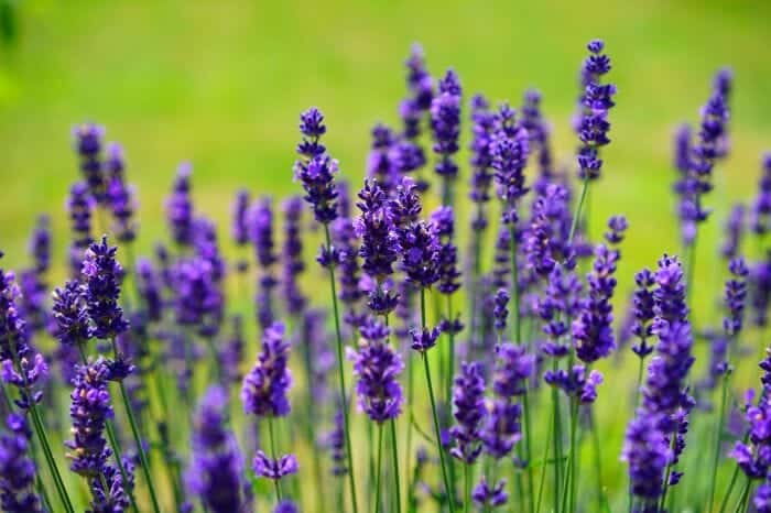 Lavandula Angustifolia