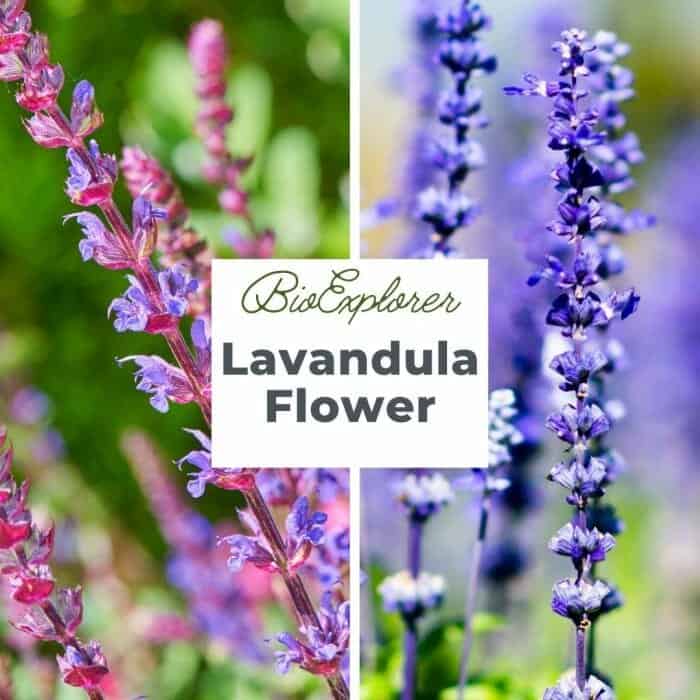 Lavandula