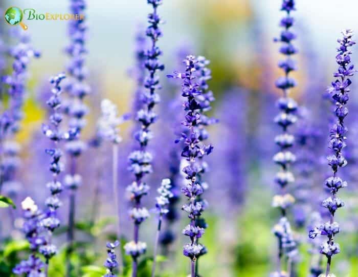 Lavandula Flowers