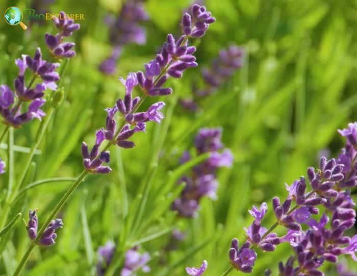 Lavandula Flowers