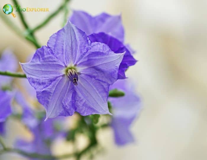 Lavendar Solanum