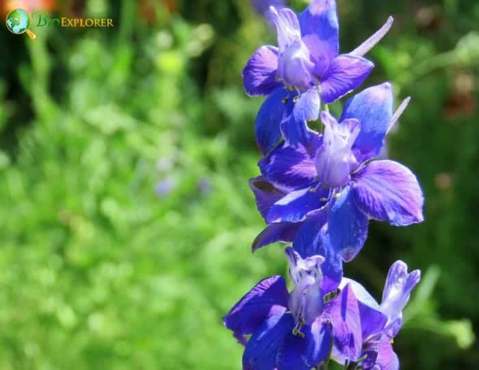 Lavendar Larkspur Flowers