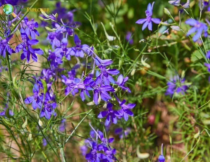 Lavendar Larkspur