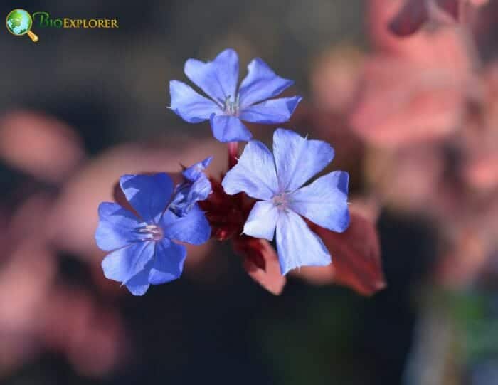 Leadwort Flowers