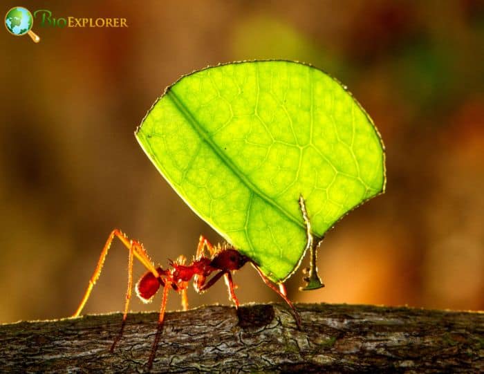 Leafcutter Ant In Rainforests