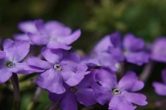 Leitwurz Flower