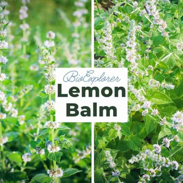 Lemon Balm