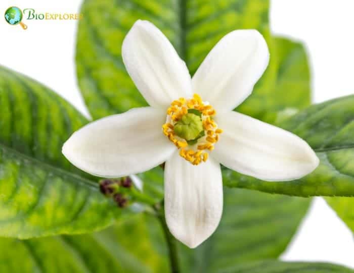 Lemon Blossom Flower