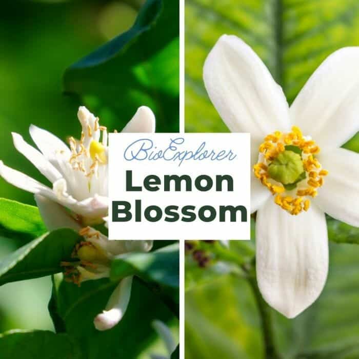 Lemon Blossom