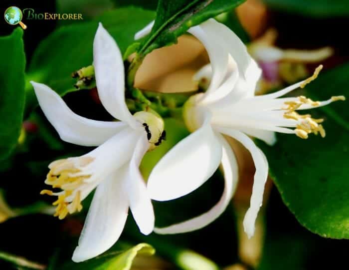 Lemon Blossom Flowers